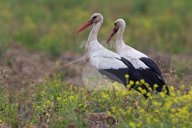 Ooievaar; White Stork stock-image by Agami/Daniele Occhiato,