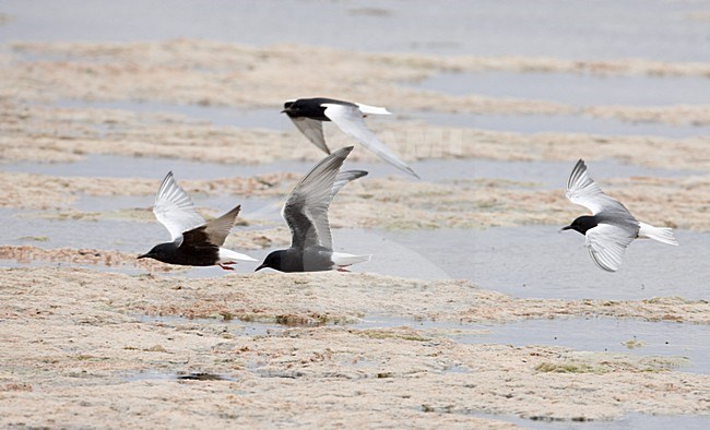 Volwassen Witvleugelsterns in vlucht, Adult White-winged Terns in flight stock-image by Agami/Markus Varesvuo,