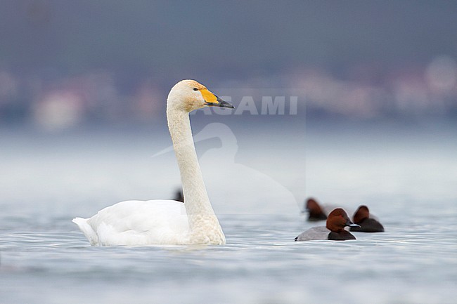 Whooper Swan - Singschwan - Cygnus cygnus, Switzerland, adult stock-image by Agami/Ralph Martin,