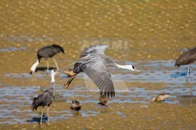 Hooded Crane flying; Monnikskraanvogel vliegend stock-image by Agami/Marc Guyt,
