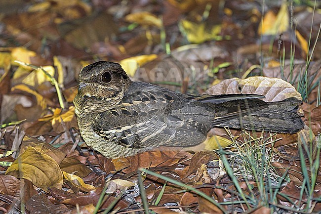 Large-tailed nightjar (caprimulgus macrurus) in Thailand. stock-image by Agami/Pete Morris,