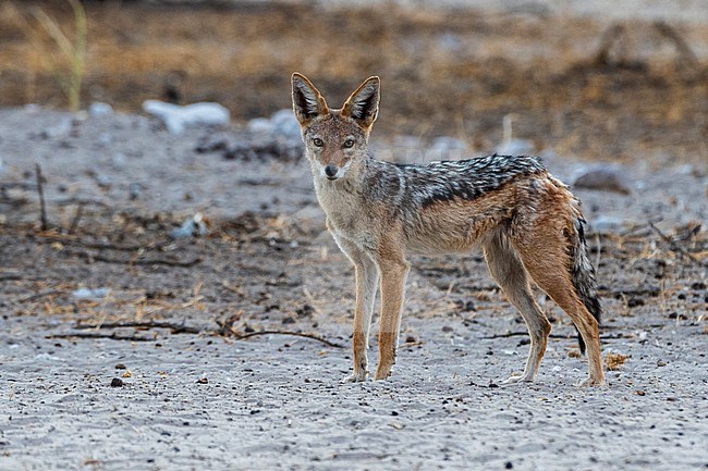 A black-backed jackal, Canis mesomelas, looking at the camera. Kalahari, Botswana stock-image by Agami/Sergio Pitamitz,