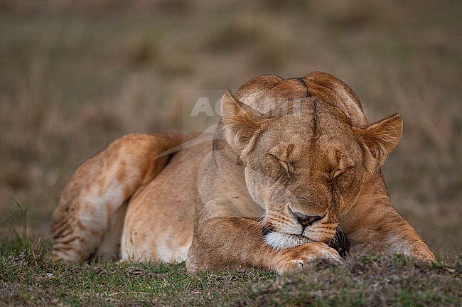 Close up portrait of a lioness, Panthera leo, sleeping. Masai Mara National Reserve, Kenya. stock-image by Agami/Sergio Pitamitz,