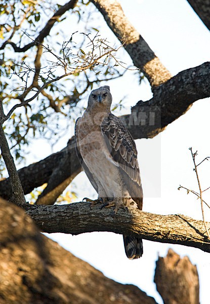 Kroonarend, African Crowned Eagle, Stephanoaetus coronatus stock-image by Agami/Marc Guyt,