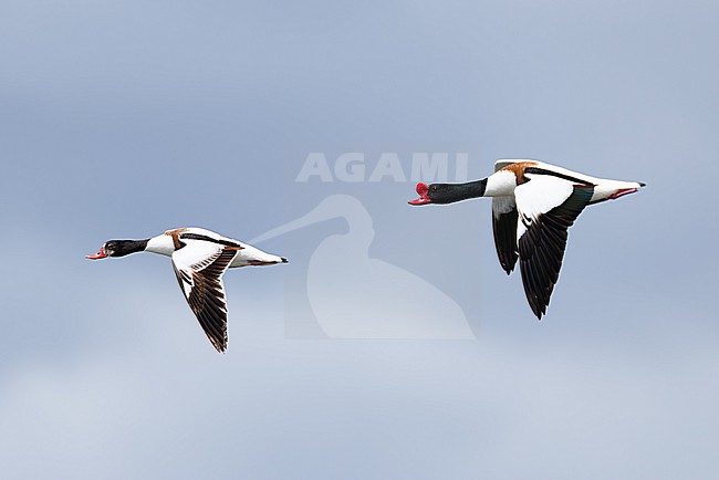  stock-image by Agami/Mathias Putze,
