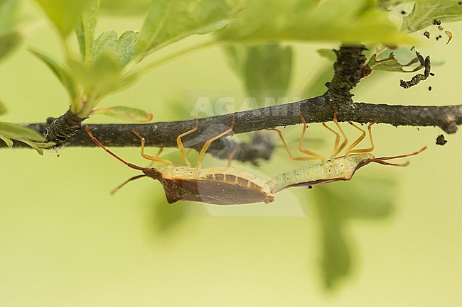 Gonocerus acuteangulatus - Box bug - Braune Randwanze, Germany (Baden-Württemberg), imago, pair copulating stock-image by Agami/Ralph Martin,