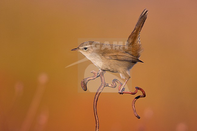 Cetti's Warbler, Cettia cetti, perched on a twig in Italy. stock-image by Agami/Daniele Occhiato,