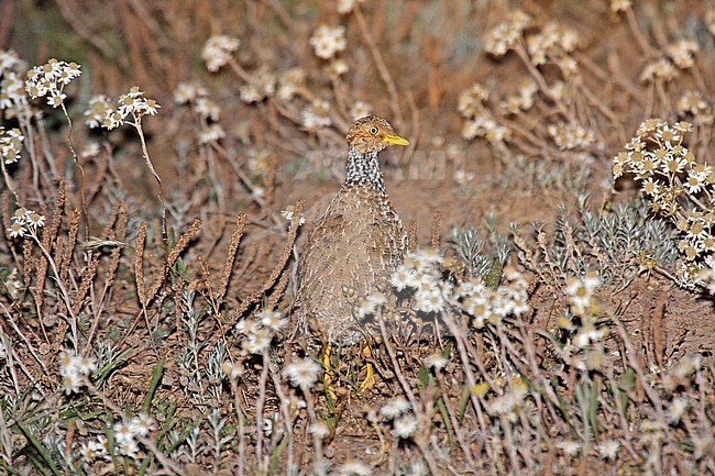 Plains-wanderer, Pedionomus torquatus) Critically Endangered. The majority of the remaining population is found in New South Wales. stock-image by Agami/Pete Morris,