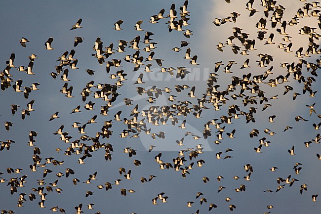Northern Lapwing flock flying; Kievit groep vliegend stock-image by Agami/Marc Guyt,