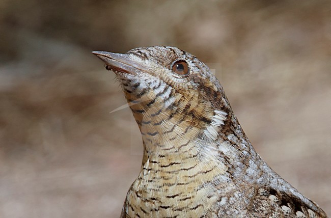 Draaihals close-up; Eurasian Wryneck close up stock-image by Agami/Markus Varesvuo,