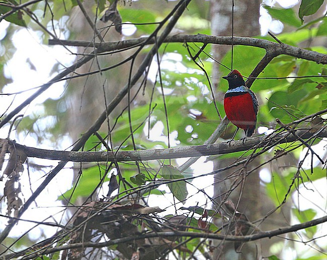 Sula Pitta (Erythropitta dohertyi) on remote Sulawesi. stock-image by Agami/James Eaton,