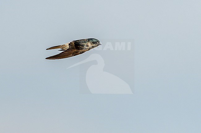 Tumbes Swallow (Tachycineta stolzmanni) in northern Peru. stock-image by Agami/Dani Lopez-Velasco,