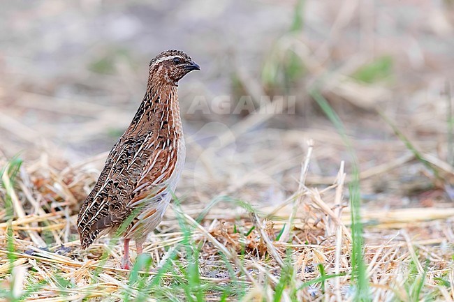 Common Quail (Coturnix coturnix), side view of an adult male standing on the ground, Campania, Italy stock-image by Agami/Saverio Gatto,