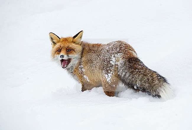 Red fox in the snow, Vos in de sneeuw stock-image by Agami/Alain Ghignone,