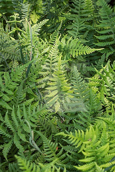 Beech Fern, Phegopteris connectilis stock-image by Agami/Wil Leurs,