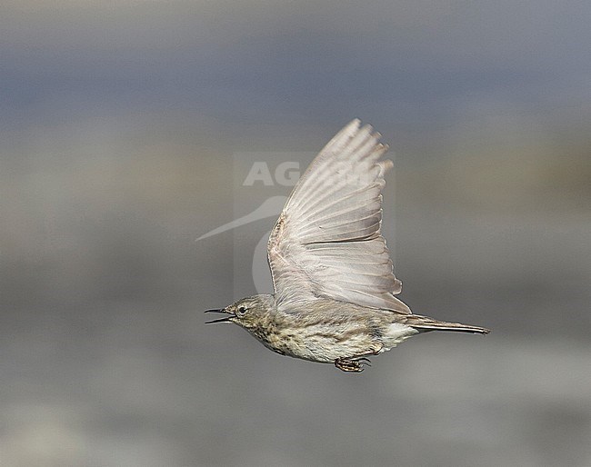 Rock Pipit (Anthus petrosus) Porvoo Finland May 2005 stock-image by Agami/Markus Varesvuo,