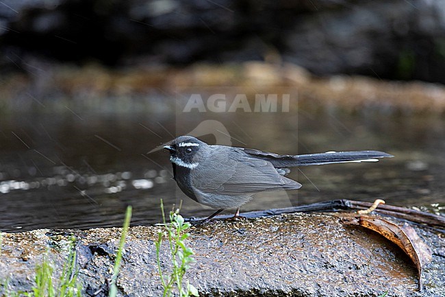 An adult White-throated Fantail (Rhipidura albicollis) is perching at the edge of a pond stock-image by Agami/Mathias Putze,