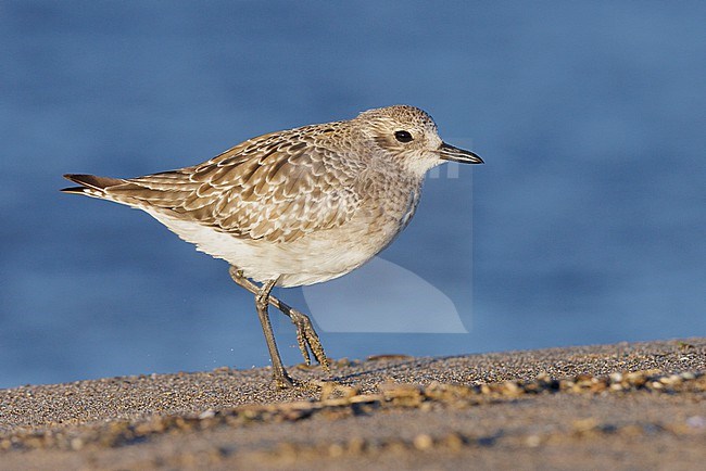 Grey Plover (Pluvialis squatarola), side view of an adult in winter plumage standing on the sand, Campania, Italy stock-image by Agami/Saverio Gatto,