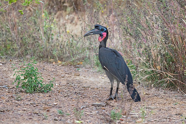 Abyssinian Ground Hornbill (Bucorvus abyssinicus) in Ghana. Also known as northern ground hornbill. stock-image by Agami/Pete Morris,