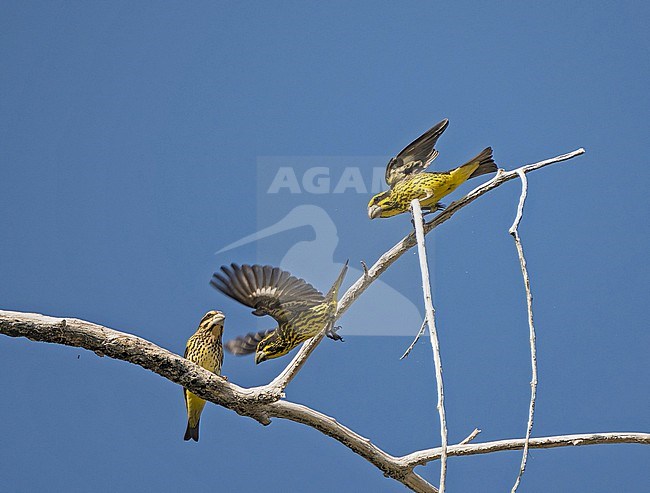 Spot-winged Grosbeak (Mycerobas melanozanthos) in Thailand. stock-image by Agami/Pete Morris,