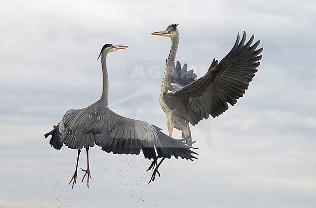 Vechtende Blauwe Reigers; Fighting Grey Herons stock-image by Agami/Markus Varesvuo,