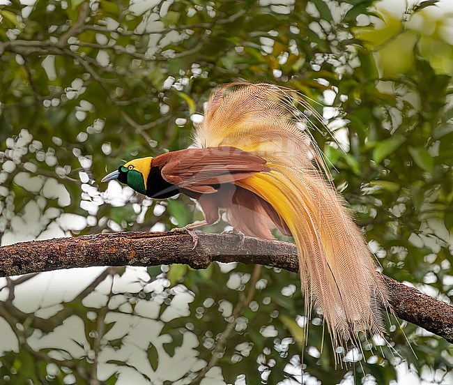 Displaying male Greater Bird-of-paradise (Paradisaea apoda apoda)  in tree on Aru Island, West Papua, Indonesia, all part of Papua New Guinea island. stock-image by Agami/Dustin Chen,