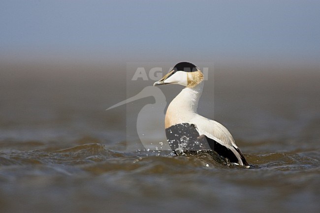 Badderend mannetje Eider; Male Common Eider bathing stock-image by Agami/Menno van Duijn,