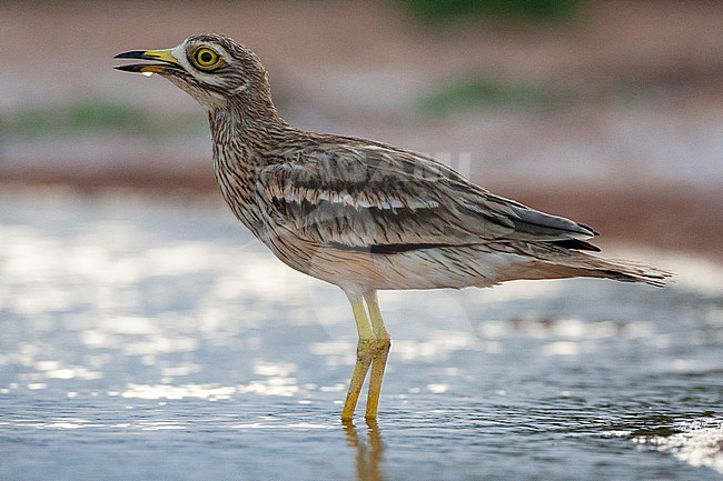 Eurasian Stone-Curlew (Burhinus oedicnemus) at drinking pool in steppes near Belchite, Spain. Standing in shallow water and drinking. stock-image by Agami/Marc Guyt,