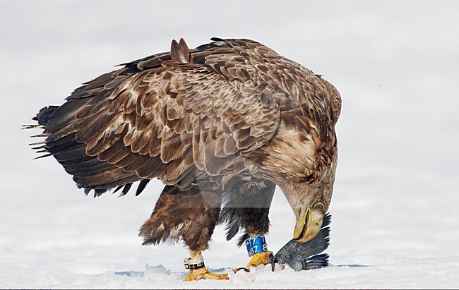 Zeearend onvolwassen zittend in sneeuw met prooi; White-tailed Eagle immature perched in snow with prey stock-image by Agami/Markus Varesvuo,