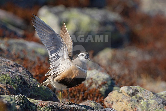 Eurasian Dotterel, Morinelplevier, Charadrius morinellus stock-image by Agami/Arie Ouwerkerk,