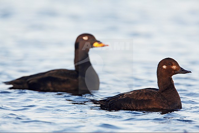 Grote ZeeÃ«end paartje zwemmend; Velvet Scoter pair swimming stock-image by Agami/Markus Varesvuo,