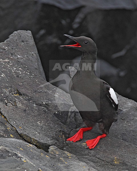 Zwarte Zeekoet volwassen roepend, Black Guillemot adult calling stock-image by Agami/David Hemmings,