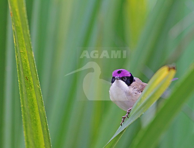 Purperkruinelfje, Purple-crowned Fairywren stock-image by Agami/Pete Morris,