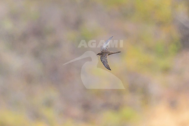 Forbes-Watson's Swift (Apus berliozi) in Oman. stock-image by Agami/Sylvain Reyt,