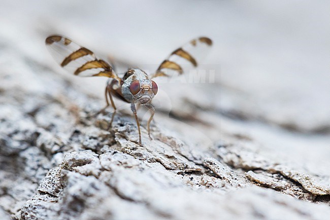 Myennis octopunctata, Germany (Baden-Württemberg), imago, female stock-image by Agami/Ralph Martin,