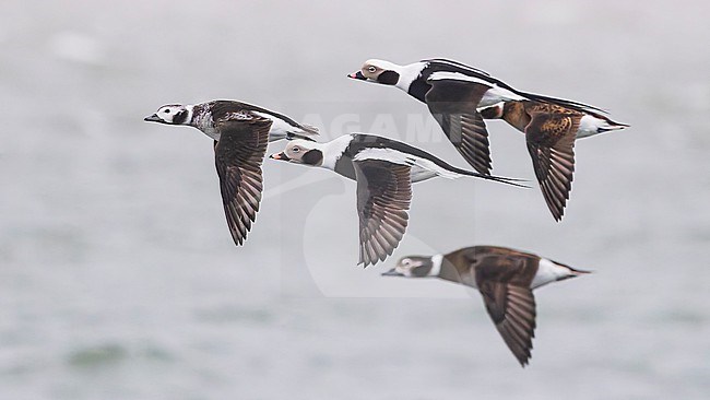 Flock of Long-tailed Duck (Clangula hyemalis), male and female, winter plumage, in flight. stock-image by Agami/Lennart Verheuvel,