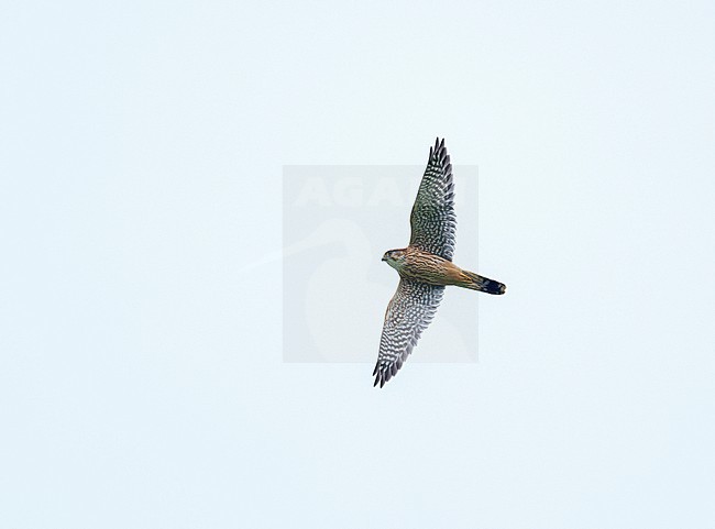 Flying adult male Merlin (Falco columbarius (sub)aesalon) during autumn migration showing underside and wings fully spread stock-image by Agami/Ran Schols,