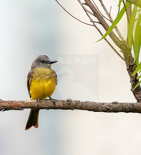 Tropical Kingbird (Tyrannus melancholicus) perched in a tree. stock-image by Agami/Marc Guyt,