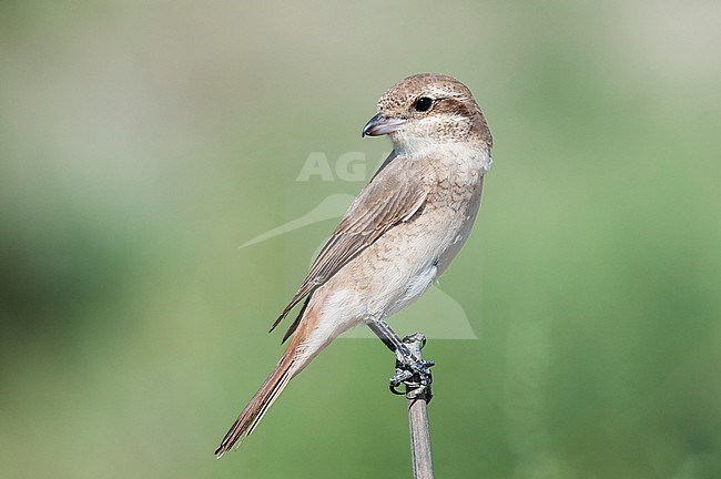 Turkestan Shrike (Lanius phoenicuroides) perched, looking over shoulder. stock-image by Agami/Arend Wassink,