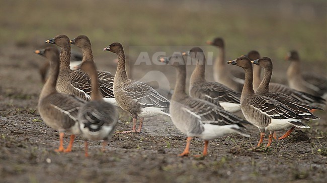 Pink-footed Goose (anser brachyrhynchus), first winter standing in a group Tundra Bean Goose, seen from the side. stock-image by Agami/Fred Visscher,