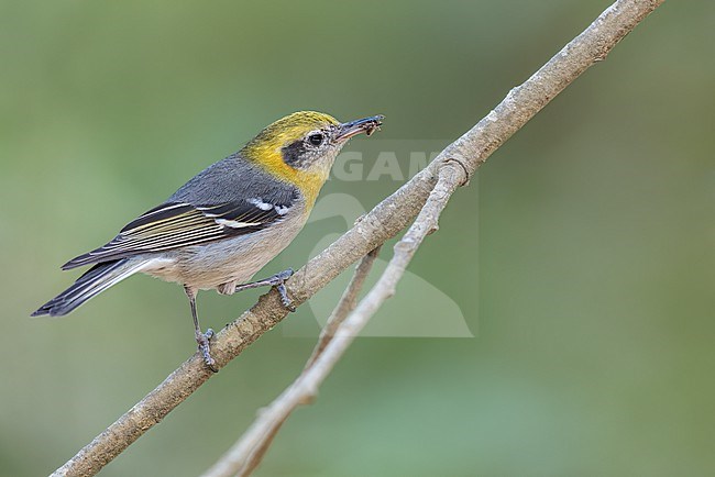Female Olive Warbler (Peucedramus taeniatus) perched on a branch in Oaxaca, Mexico. stock-image by Agami/Glenn Bartley,
