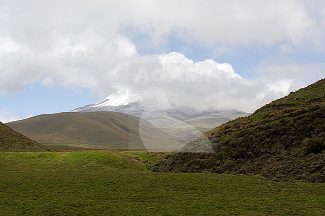 Antisana Reserve Ecuador stock-image by Agami/Marc Guyt,
