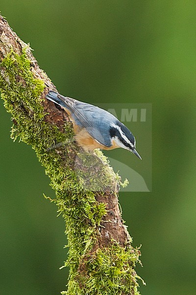 A Red-breasted Nuthatch (Sitta canadensis)  perches on a mossy branch in Victoria, British Columbia, Canada. stock-image by Agami/Glenn Bartley,