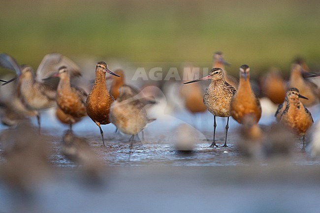 Bar-tailed Godwit (Limosa lapponica ssp. lapponica), Germany, group of birds perched during migration stock-image by Agami/Ralph Martin,