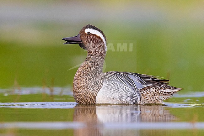 Garganey (Anas querquedula), side view of an adult male displaying, Campania, Italy stock-image by Agami/Saverio Gatto,