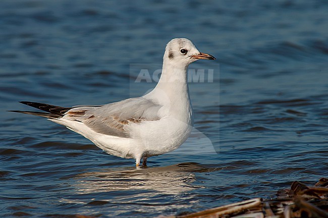 First-summer Common Black-headed Gull (Chroicocephalus ridibundus) in the Netherlands. Standing in shallow water along the Dutch coast. stock-image by Agami/Marc Guyt,