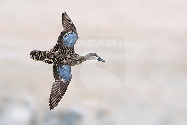Adult female
Riverside Co., CA
January 2022 stock-image by Agami/Brian E Small,
