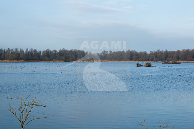 De Lepelaarsplassen stock-image by Agami/Roy de Haas,