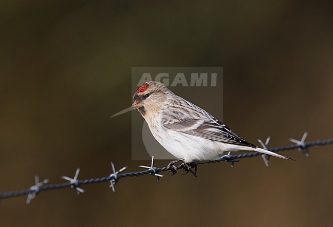 Greenland Witstuitbarmsijs, Greenland Arctic Redpoll, Carduelis hornemanni hornemanni stock-image by Agami/Hugh Harrop,