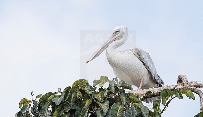 Adult Pink-backed Pelican (Pelecanus rufescens) perched in a tree in Uganda. stock-image by Agami/Ian Davies,